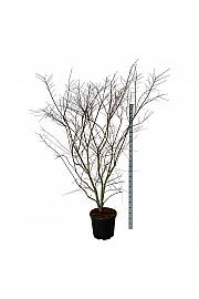 Acer palmatum Brown Sugar C55 Lit. 175-200 cm extra
