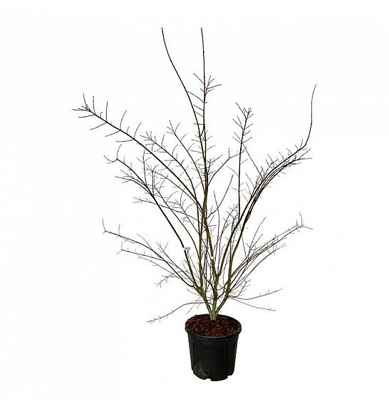Acer palmatum Brown Sugar C55 Lit. 225-250 cm extra