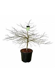 Acer palmatum Dissectum C55 Lit. 100-125 cm extra