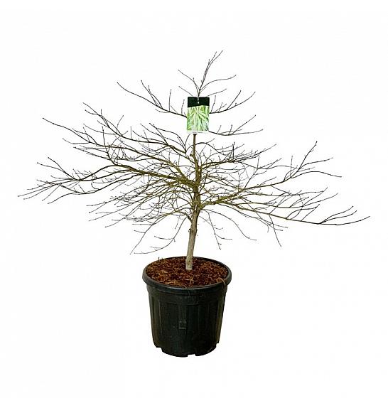 Acer palmatum Dissectum C55 Lit. 100-125 cm extra
