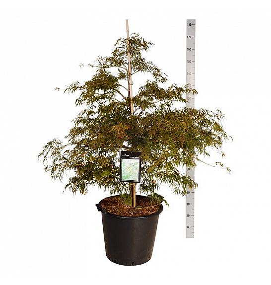 Acer palmatum Dissectum C55 Lit. 100-125 cm extra