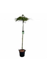 Acer palmatum Dissectum C30 Lit Na steblu 160 cm