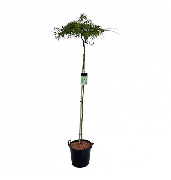Acer palmatum Dissectum C30 Lit Na steblu 160 cm