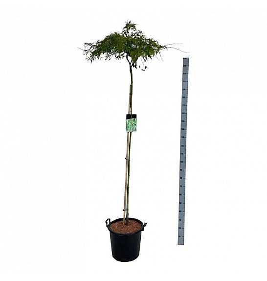 Acer palmatum Dissectum C30 Lit Na steblu 160 cm