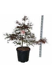 Acer palmatum Garnet C55 Lit. 100-125 cm extra