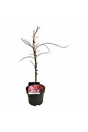 Acer palmatum Garnet C4 Lit. 50-60 cm