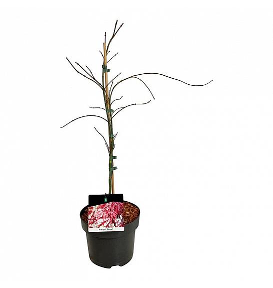 Acer palmatum Garnet C4 Lit. 50-60 cm