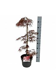 Acer palmatum Garnet C4 Lit. 50-60 cm