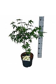 Acer palmatum Osakazuki C4 Lit. 40-50 cm
