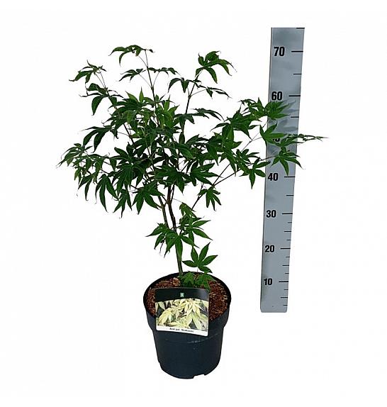 Acer palmatum Osakazuki C4 Lit. 40-50 cm