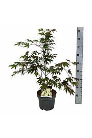 Acer palmatum Osakazuki C4 Lit. 50-60 cm