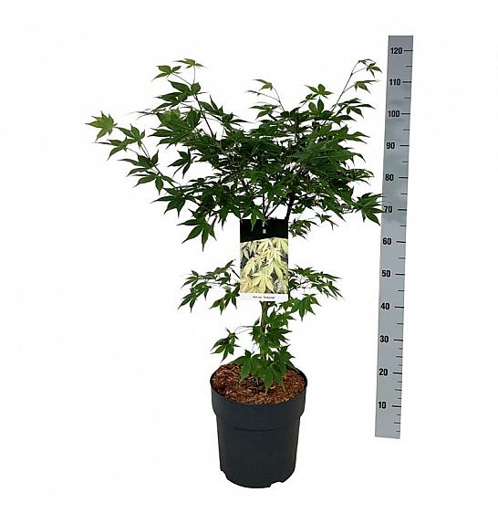 Acer palmatum Osakazuki C10 Lit. 60-80 cm