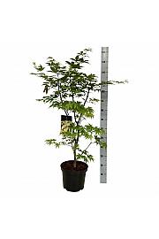 Acer palmatum Osakazuki C10 Lit. 80-100 cm