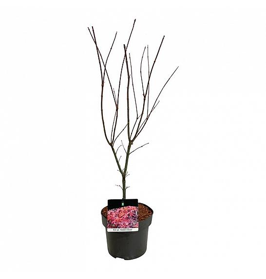 Acer palmatum Skeeters Broom C4 Lit. 50-60 cm