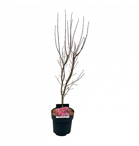 Acer palmatum Skeeters Broom C5 Lit. 60-80 cm