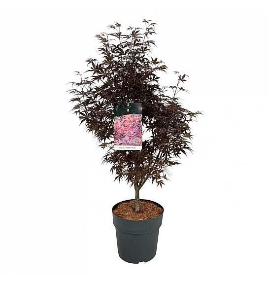 Acer palmatum Skeeters Broom C10 Lit. 60-80 cm