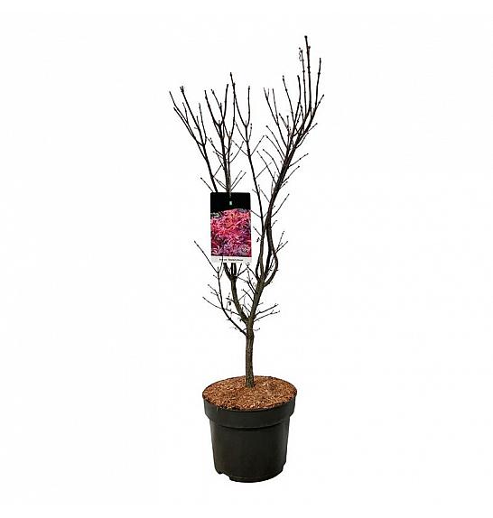 Acer palmatum Skeeters Broom C10 Lit. 80-100 cm