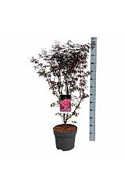 Acer palmatum Skeeters Broom C10 Lit. 80-100 cm