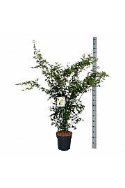 Acer palmatum C15 Lit. 125-150 cm