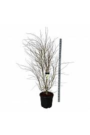 Acer palmatum C55 Lit. 175-200 cm extra