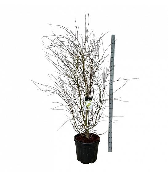 Acer palmatum C55 Lit. 175-200 cm extra