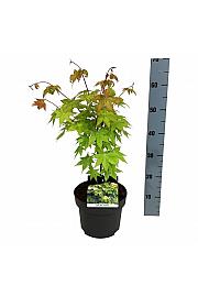 Acer shirasawanum Jordan C4 Lit. 50-60 cm