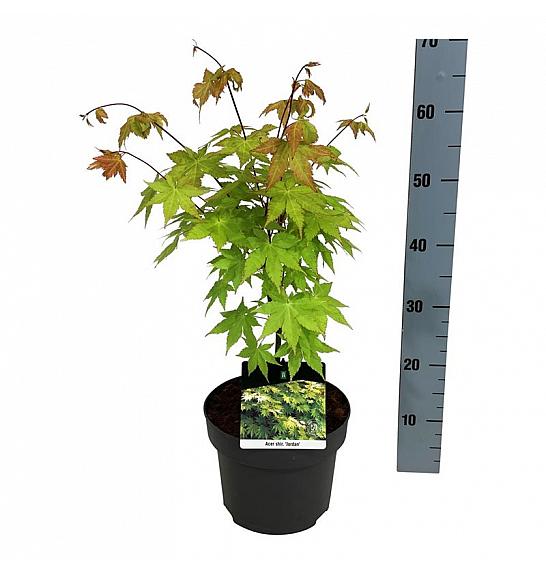 Acer shirasawanum Jordan C4 Lit. 50-60 cm