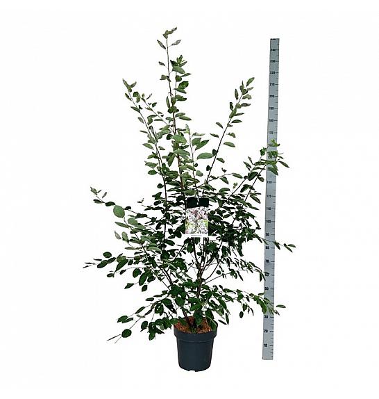 Amelanchier lamarckii C15 Lit. 150-175 cm