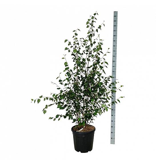 Betula utilis jacquemontii C30 Lit. 175-200 cm extra