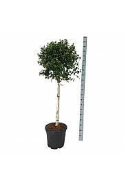 Betula utilis Magical Globe C30 Lit. Na steblu 90 cm