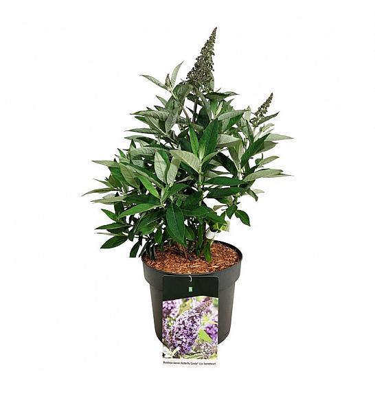Buddleja davidii Butterfly Candy Lila Sweetheart C7,5 Lit.  40-50 cm