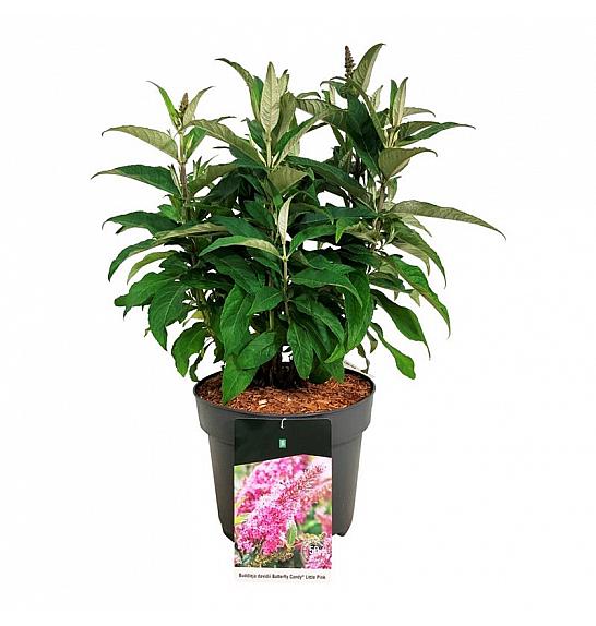 Buddleja davidii Butterfly Candy Little Pink C7,5 Lit. 40-50 cm