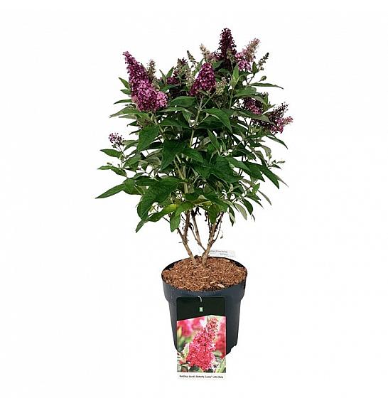 Buddleja davidii Butterfly Candy Little Ruby C7,5 Lit. 50-60 cm