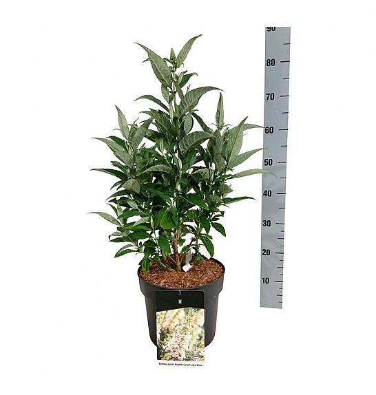 Buddleja davidii Butterfly Candy Little White C7,5 Lit. 40-50 cm
