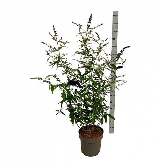 Buddleja davidii Black Knight C15 Lit. 100-125 cm