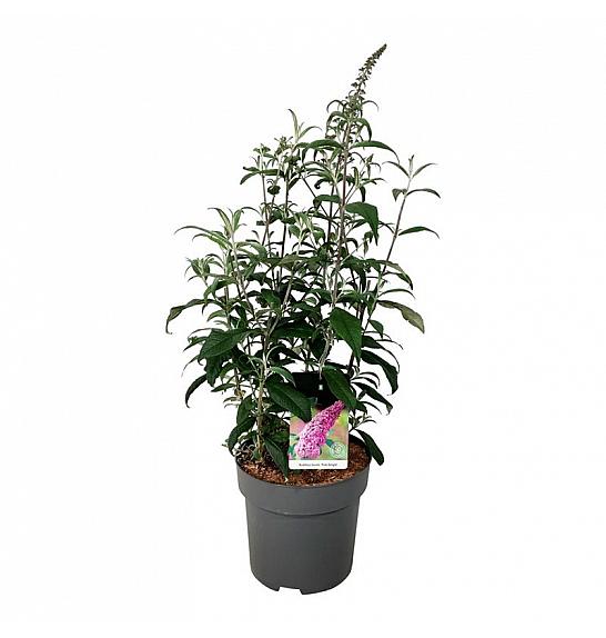 Buddleja davidii Pink Delight C15 Lit. 80-100 cm