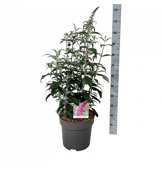 Buddleja davidii Pink Delight C15 Lit. 80-100 cm