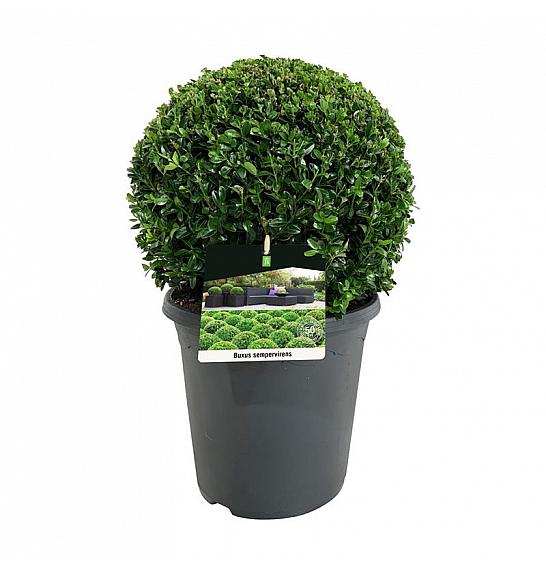 Buxus sempervirens C8,5 Lit. 35+ cm; Krogla