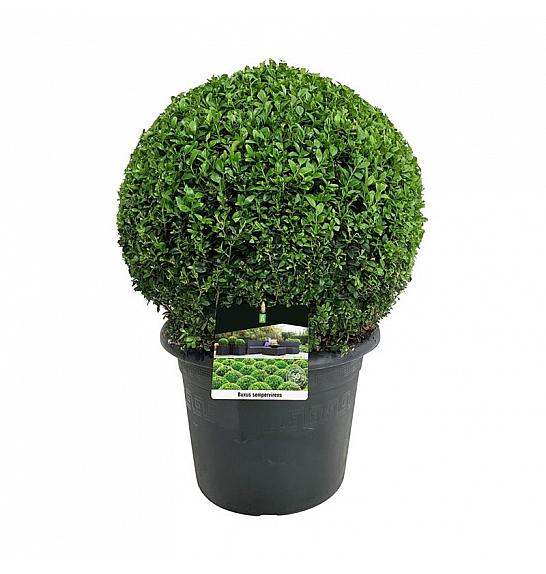 Buxus sempervirens C15 Lit. 40-45 cm; Krogla