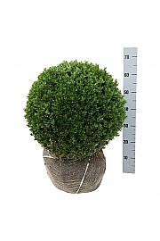 Buxus sempervirens bala 45-50 cm; Krogla