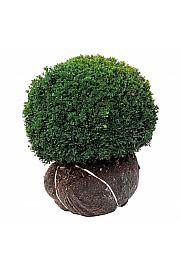 Buxus sempervirens bala 50-55 cm; Krogla