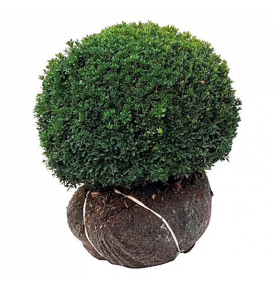 Buxus sempervirens bala 50-55 cm; Krogla