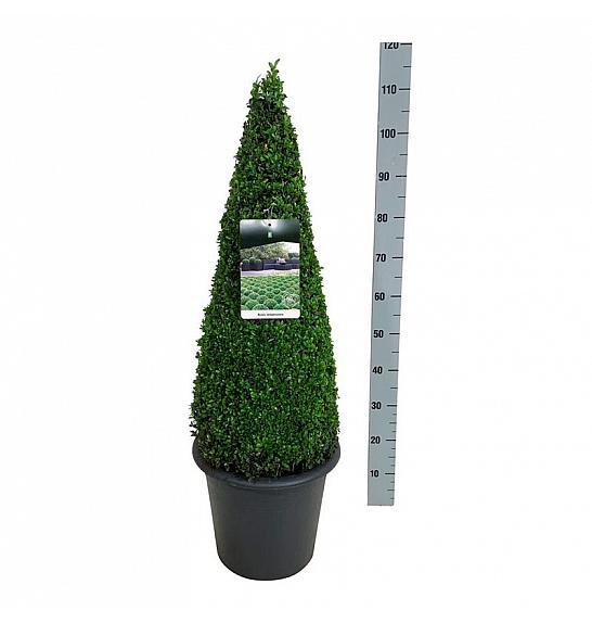 Buxus sempervirens C12 Lit. 70-80 cm; Piramida