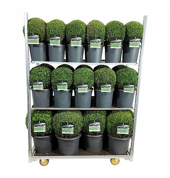 Buxus sempervirens Mix CC 2