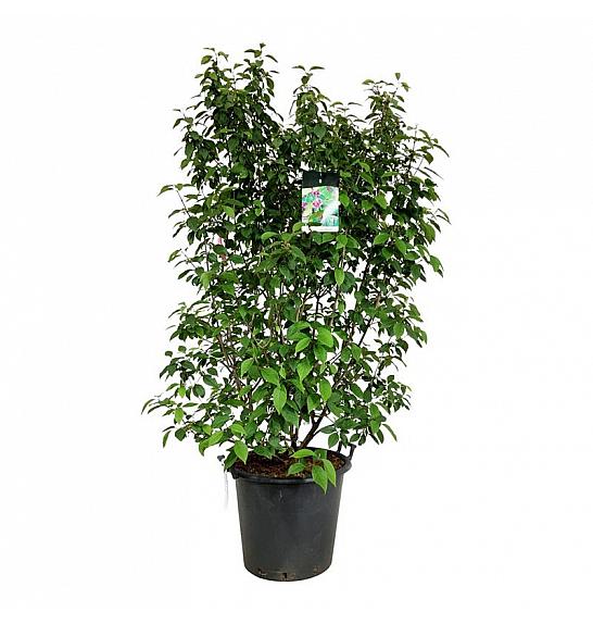 Callicarpa bodinieri Profusion C55 Lit. 150-175 cm extra