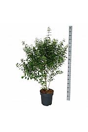 Callicarpa dichotoma Issai C15 Lit. 100-125 cm