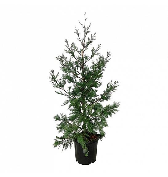 Calocedrus decurrens Pillar C15 Lit. 100-125 cm