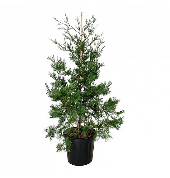 Calocedrus decurrens Pillar C30 Lit. 125-150 cm extra