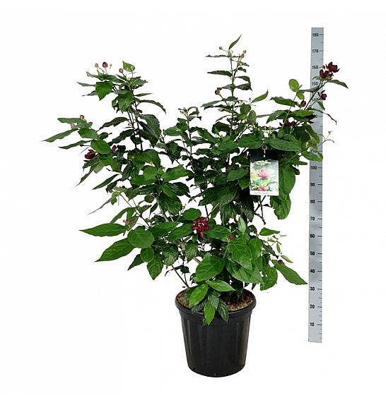 Calycanthus raulstonii Aphrodite C30 Lit. 100-125 cm extra