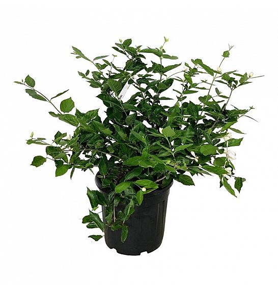 Calycanthus Venus C30 Lit. 60-80 cm extra